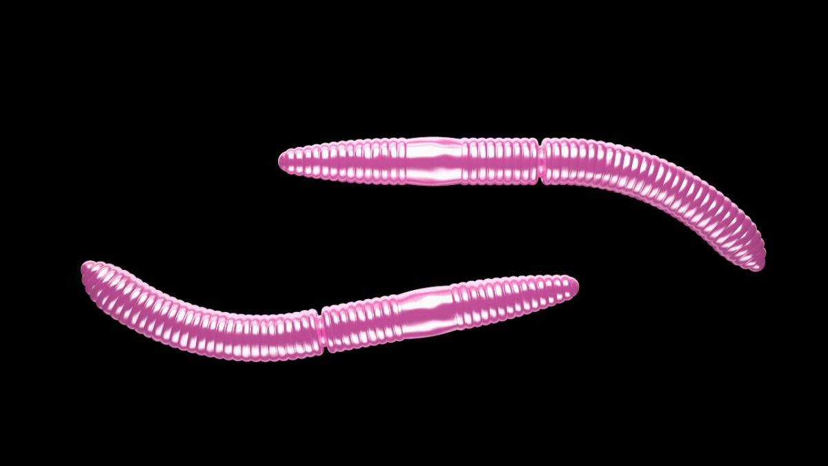 Fatty D'Worm 018 PINK PEARL.jpg